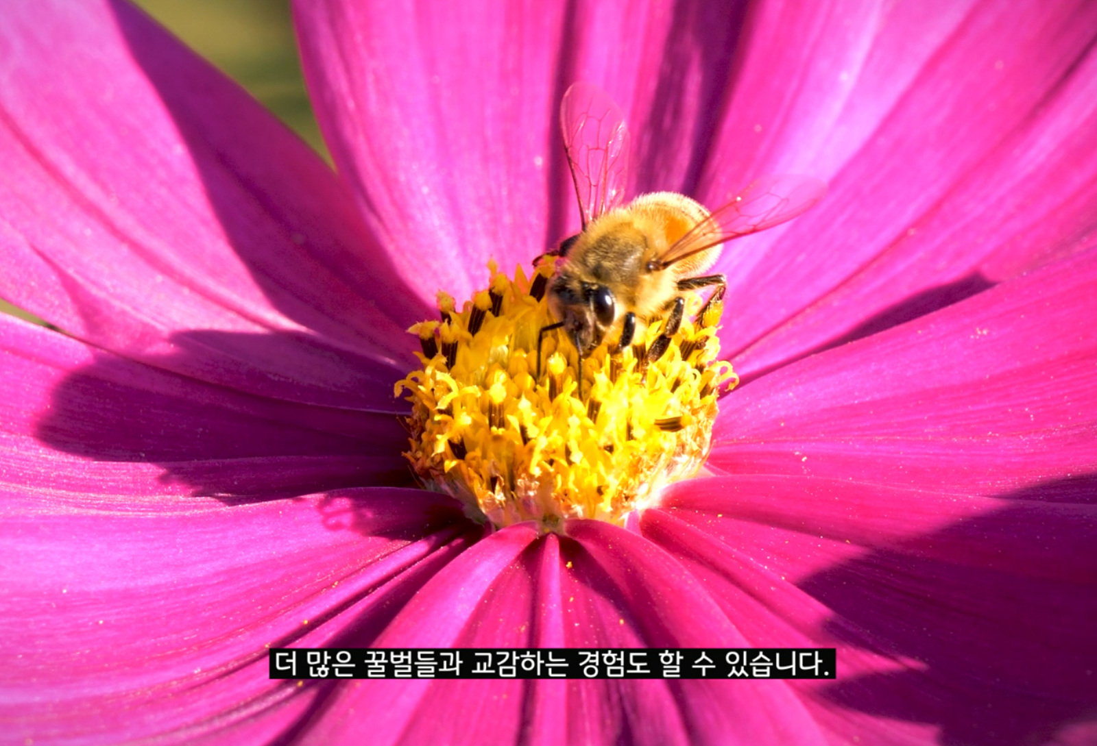 importance-of-urban-beekeeping-for-honey-bee-ecosystem-preservation