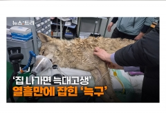 [영상] 나들목 어슬렁거리던 '늑구' 생포...탈출한지 열흘만